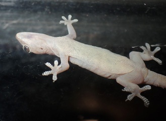 Gecko